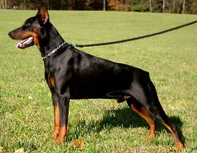 Balou Vom Ferrenberg