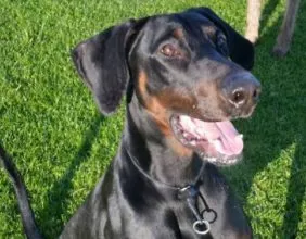 Blake: Black & Tan Male Doberman