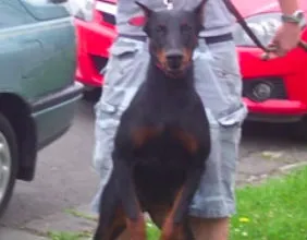 Donia: Black & Tan Female Doberman