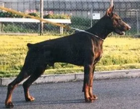 Falco von der Hollerburg