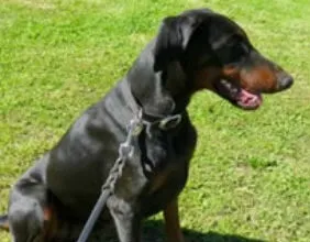 Shadow: Black & Tan Female Doberman