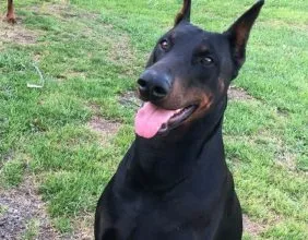 Tarzan Vom Landgraf (IMP USA) Son of Citto Von Der Wudritz