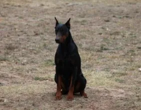 Usa: Black & Tan Male Doberman