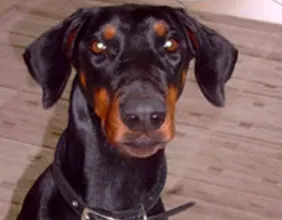Yembi: Black & Tan Female Doberman