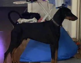 Zeus: Black & Tan Male Doberman