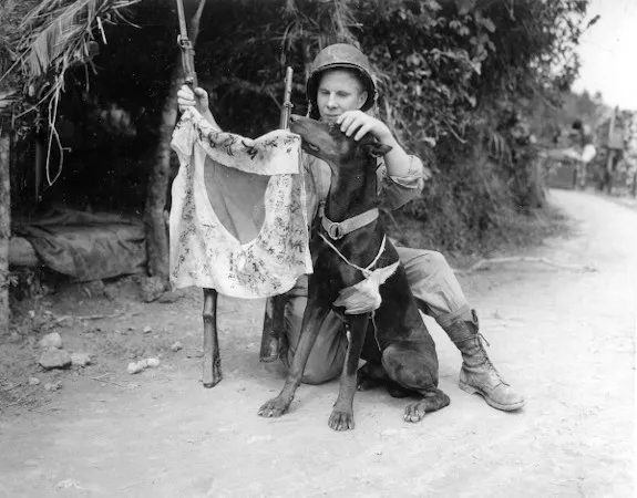 Dobermanns have a vibrant history, even being used during WWII.