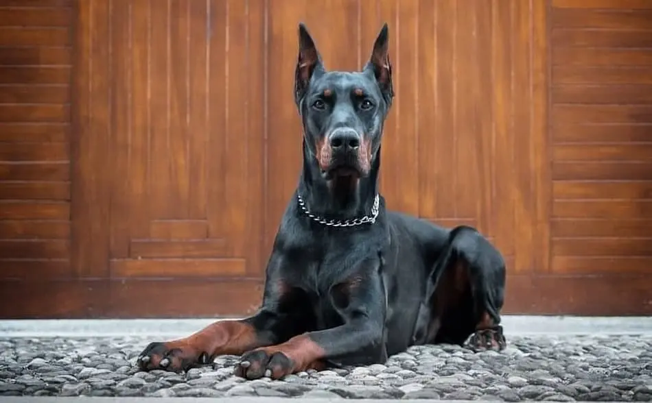 european-dobermann