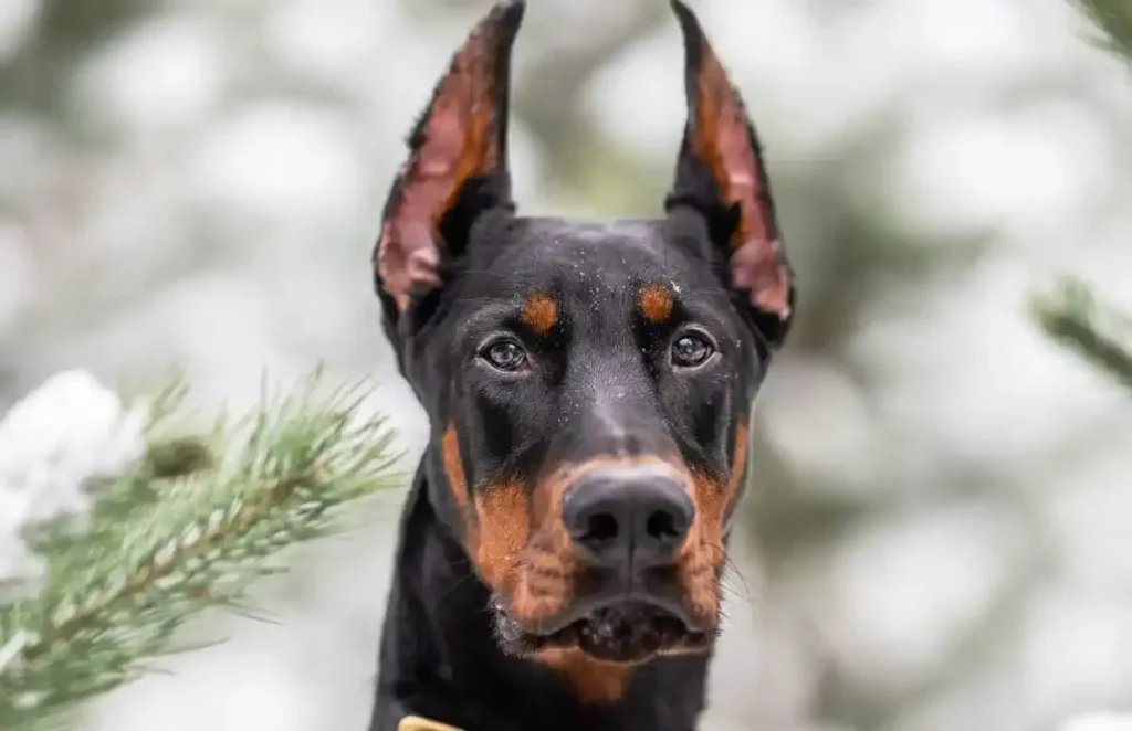 The Dobermann Bond