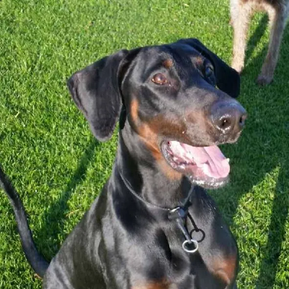 Blake-Black-&-Tan-Male-Doberman