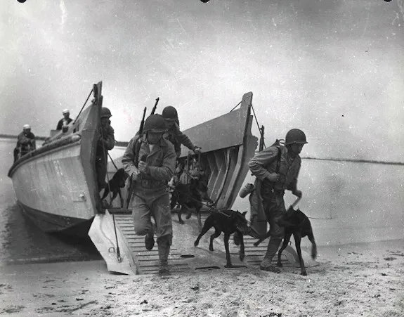 Dobermanns-of-World-War-II