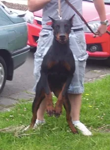 Donia: Black & Tan Female Doberman