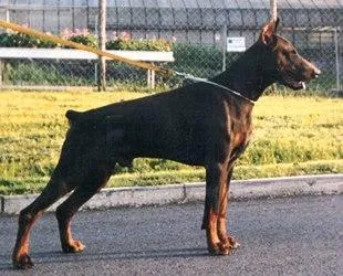 Falco-von-der-Hollerburg