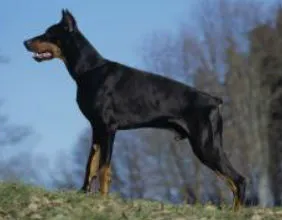 Jano Von Bayern