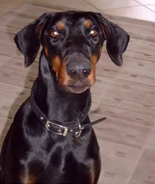 Yembi: Black & Tan Female Doberman