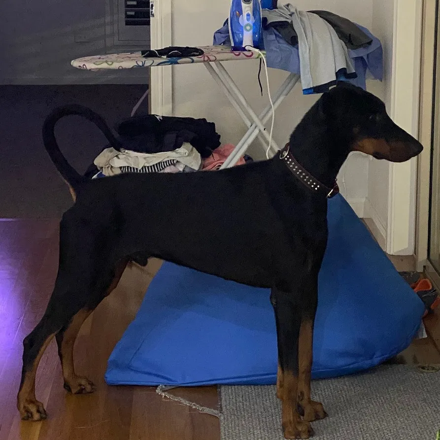Zeus: Black & Tan Male Doberman